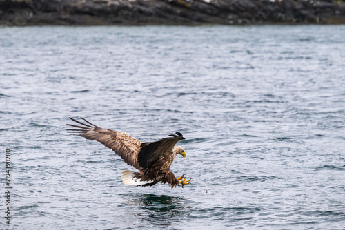Bild auf Leinwand White tailed Sea Eagle catching a fish, North Uist, Outer Hebrides, Scotland
