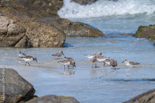 фотографія Sanderlings foraging on the beach, Benbecula, Outer Hebrides, Scotland