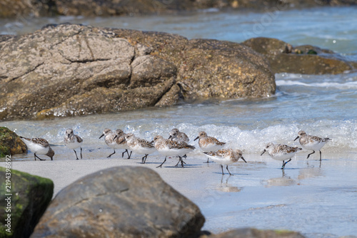 фотографія Sanderlings foraging on the beach, Benbecula, Outer Hebrides, Scotland