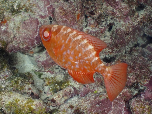 A red fish with a striking pattern, the Atlantic big-eyed grouper (Priacanthus arenatus), also known as the glass-eyed grouper, swims past a pink coral wall at the John Pennekamp Coral Reef State Park dive site, Key Largo, Florida Keys, Florida, USA