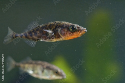 Three-spined stickleback, gasterosteus aculeatus, stickleback, three-spined stickleback, fish, male, pisces, stickleback