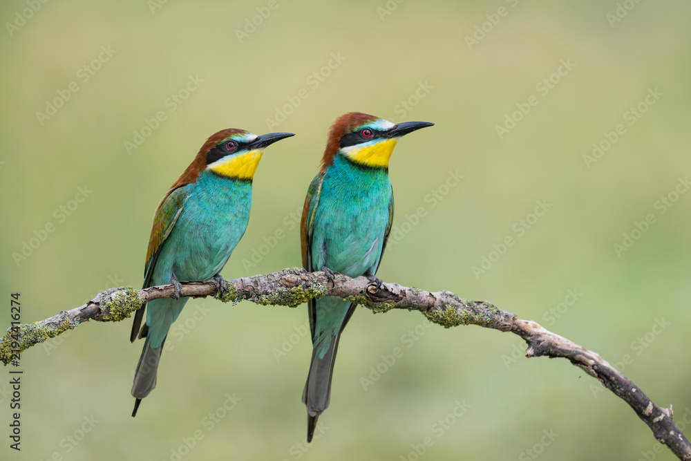 Fototapeta premium Pair of European Bee-eater, Merops apiaster, Bulgaria
