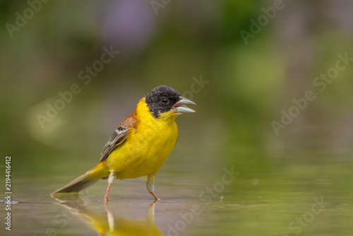 Black headed Bunting, Emberiza melanocephala, Bulgaria