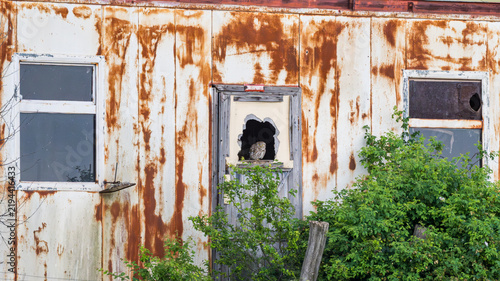 Quadro su tela Little Owl stood in the doorway of a old barn building, Athene noctua, Bulgaria