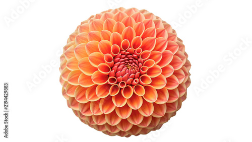 Beautiful bright orange dahlia flower blossom detailed seasonal autumn botanical nature isolated