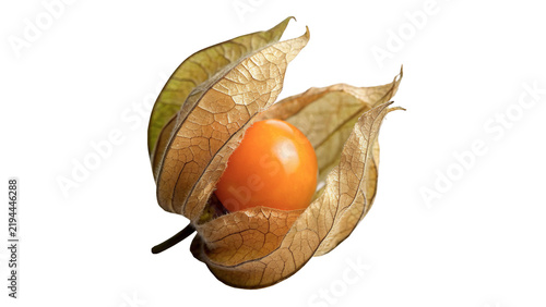 Фотография Single fresh physalis fruit cape gooseberry with open husk