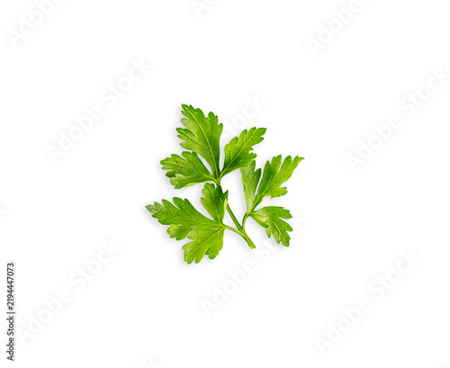 Foto Top view of single fresh green parsley sprig leaf of edible plant isolated on wh