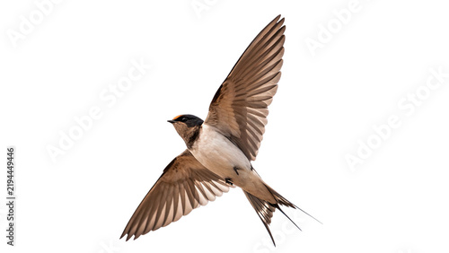 Konstfotografi Small swift swallow bird flying in the air isolated on transparent background