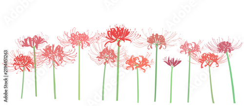 Red Spider Lily Floral Border – 12 Different Flowers with Green Stems on Transparent Background