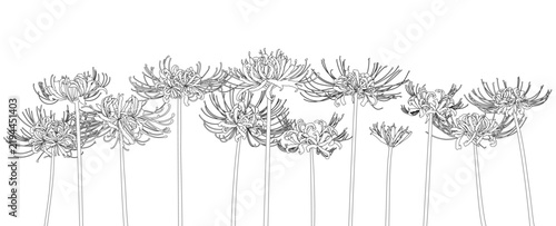 Red Spider Lily Floral Border – 12 Different Line Art Flowers on Transparent Background