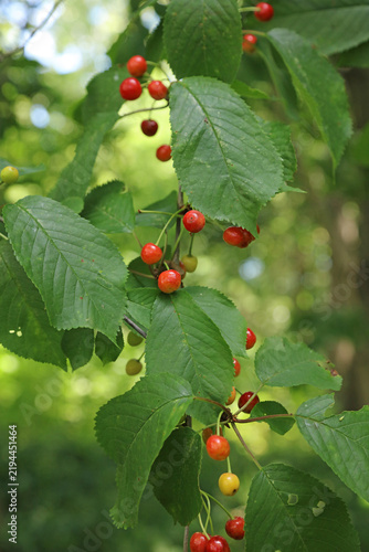 Картината върху платно Macro image of Wild Cherry fruit in June, Derbyshire England