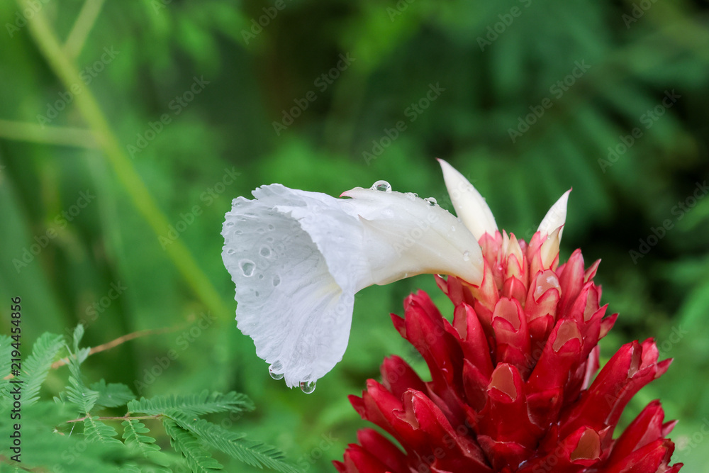 Fototapeta premium White flower hummingbird red ginger flower tropical garden
