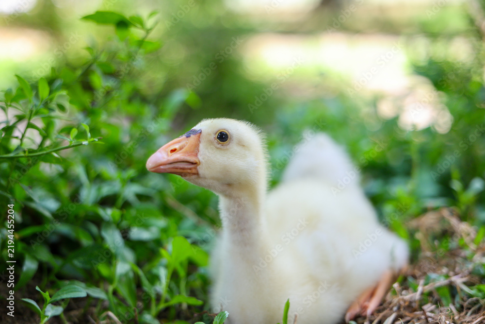 Obraz premium White goose among green foliage in garden with curious expression and soft natural light