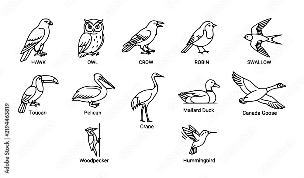 Fototapeta premium Wild Bird Species Outline Vector Collection with Ornithology Icons and Nature Animals
