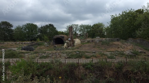 Zoo Habitat Nature Scene with Animals. Watch as animals explore their environment. A serene view showcasing wildlife. Perfect for nature lovers and educators pursuing wildlife studies.