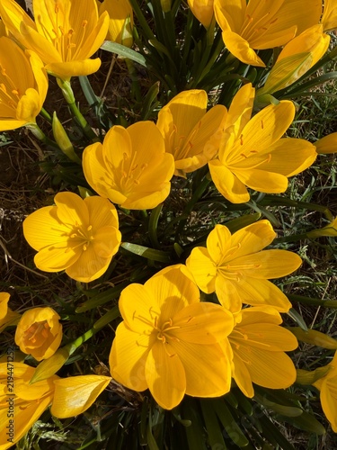 Floraison de crocus jaunes dans mon jardin