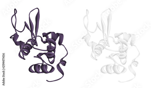 Foto Lysozyme protein molecule, surface representation, 3D render