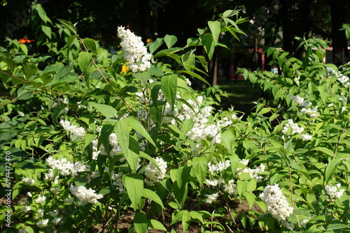 Bild auf Leinwand White flowers of double Deutzia crenata in June