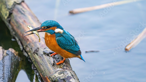 Konstfotografi Common Kingfisher Perched on a Wet Log Holding a Freshly Caught Fish