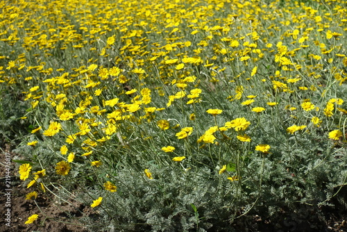 Fotografía Numerous yellow flowers of Cota tinctoria in June