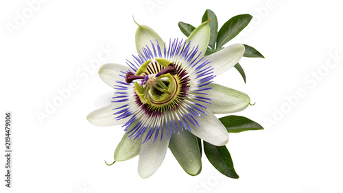 Passiflora passion flower blossom top view isolated on dark background