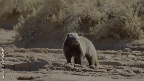 Wild anteater walking across a sandy riverbank in its natural habitat. Wildlife documentaries, nature education, and animal behavior research.
