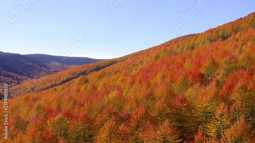 Aerial view of a colorful autumn mountain forest beneath a clear blue sky. Nature documentaries, travel promotion, and environmental education.