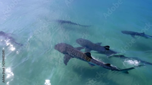 Whale sharks swim together through clear turquoise shallow ocean water. Marine wildlife documentaries, ocean conservation advertising, and marine biology education.