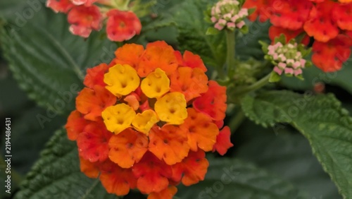 Bild auf Leinwand Close up macro shot of bright orange and yellow Lantana camara flowers blooming in garden