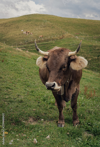 Fotografie Brown cow with cowbell and horns standing on an alpine hillside pasture