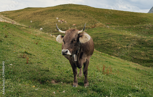Fotografie Brown cow with cowbell facing camera on a green alpine hillside