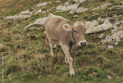 Fotografie Beige cow with cowbell standing on a rocky alpine hillside
