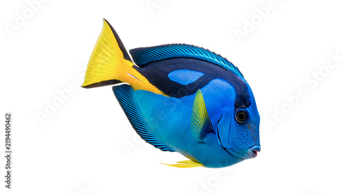 Canvastavla Vibrant blue and yellow tropical tang fish swimming isolated on transparent background