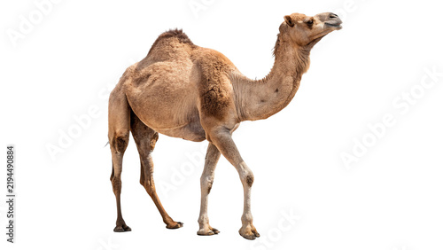 Cuadro en lienzo Wild adult brown camel walking in full body isolated on transparent background