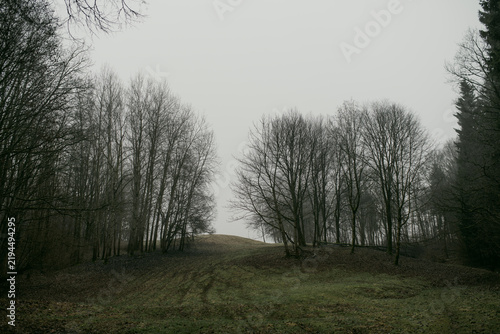 Dark atmospheric forest landscape on a cold foggy winter day without snow. Bare deciduous trees and evergreen conifers create a moody natural woodland scene.