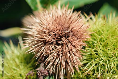 Принти на полотні Detailed close-up view of spiky sweet chestnut burrs hanging on tree branch