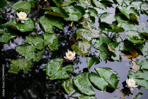 Принти на полотні Fresh water lilies blooming gracefully on the surface of a tranquil pond surroun