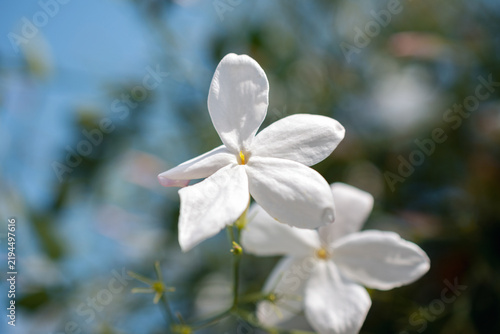 Close-up of delicate white jasmine flowers blooming against a bright blue sky background