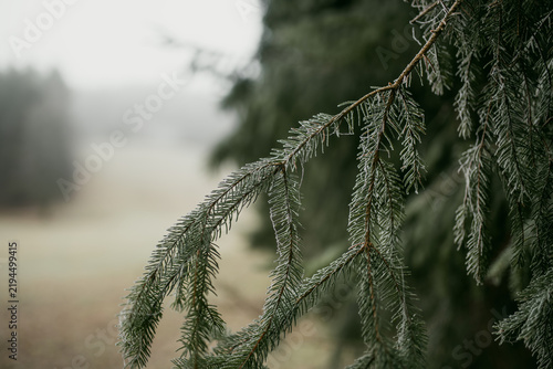 Delicate hoarfrost covers plants and natural details in a cold winter forest. Fine ice crystals create an atmospheric seasonal texture against a soft blurred woodland background.