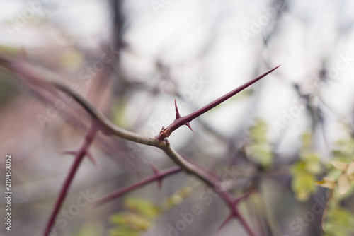 Fotografía Detailed close-up shot of sharp thorns on a branch of a bush