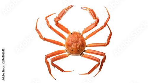 Obraz na płótnie Single red king crab isolated on dark background