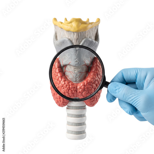 Medical Model of Human Thyroid Gland Examined Under Magnifying Glass