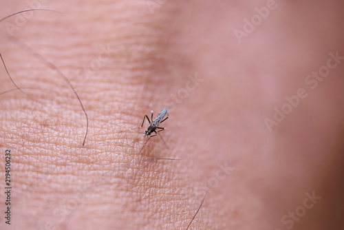 Foto Mosquito Biting Human Skin