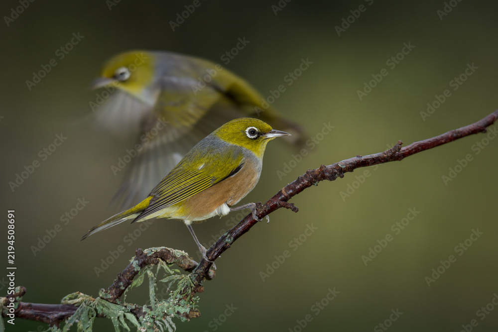 Obraz premium Close up of a silvereye or wax-eye (Zosterops lateralis), also known by its Māori name tauhou, which is a very small omnivorous passerine bird of the south-west Pacific. Recognized by its distinctive 