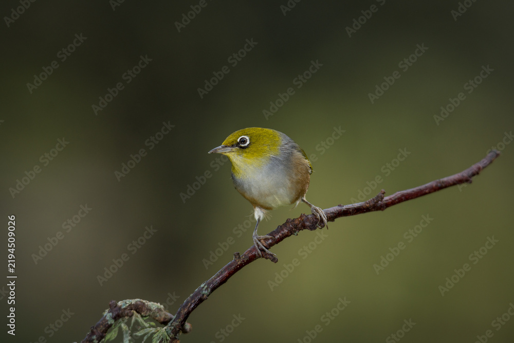 Fototapeta premium Close up of a silvereye or wax-eye (Zosterops lateralis), also known by its Māori name tauhou, which is a very small omnivorous passerine bird of the south-west Pacific. Recognized by its distinctive 