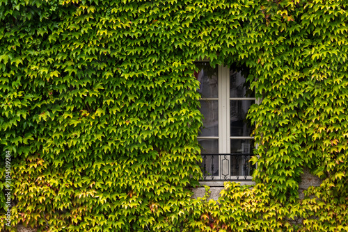 ventana de madera en casa antigua con hiedra