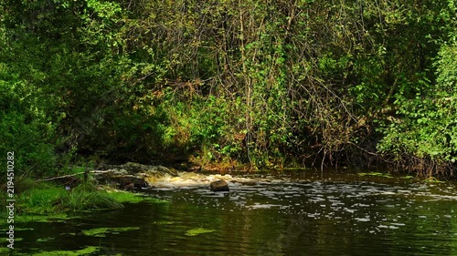A forest river with fresh water flowing through a mountainous area. The color of the water is brown due to the saturation of aquatic vegetation. The flow of river water. View of the landscape.