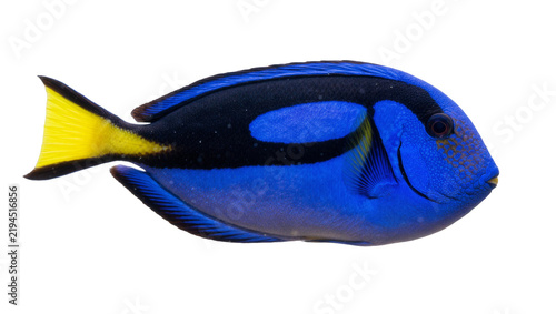 Fotografie Vibrant blue tang fish with black markings and yellow tail, isolated on transpar