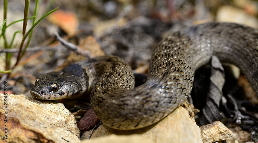 Fototapeta premium Iberian false smooth snake // Iberische Kapuzennatter (Macroprotodon brevis) - Andalusia, Spain