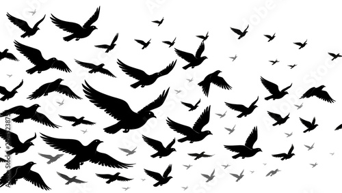 Photography Flock of black silhouette birds flying in formation, isolated on transparent bac